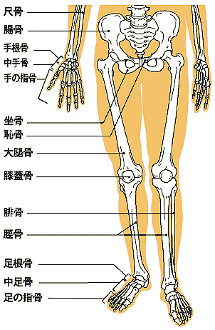 画像：下半身を構成する骨群