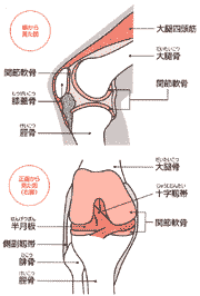 画像：ひざ関節の解剖図-横から