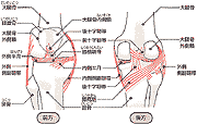 画像：ひざ関節の解剖図-前後