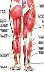 画像図解：腰～脚の主な筋肉・他組織