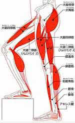 イラスト図解：お尻～足の主な筋肉・骨