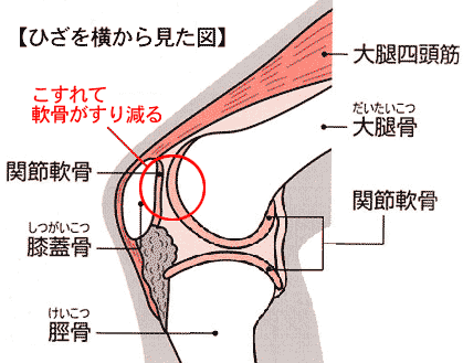 イラスト：膝関節の構造図解