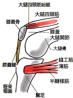 図解：膝関節内の骨・筋肉・腱