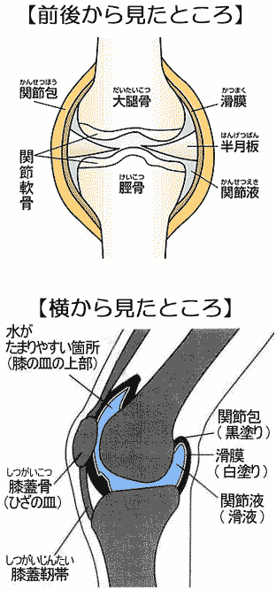 イラスト図解 ひざ関節 足 下半身の構造 骨 筋肉 靭帯 腱の名称や働き