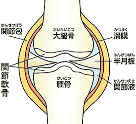 ひざ関節の構造