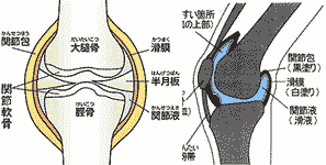 イラスト図解 ひざ関節 足 下半身の構造 骨 筋肉 靭帯 腱の名称や働き